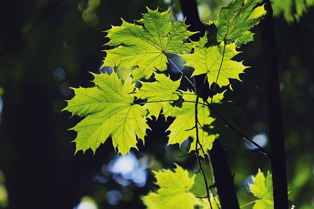 leaves, maple, forest