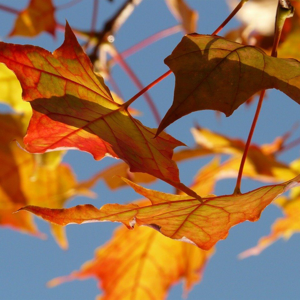 autumn, leaves, maple