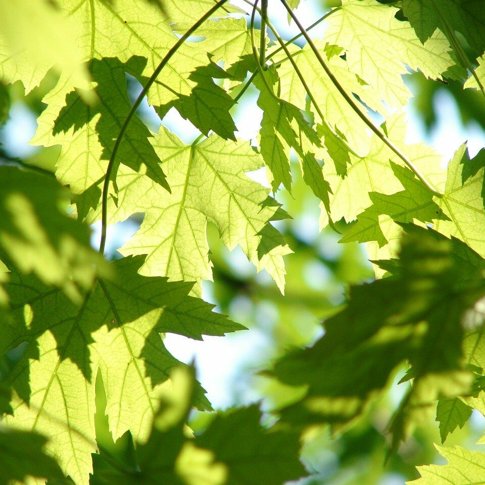 leaves, green, maple