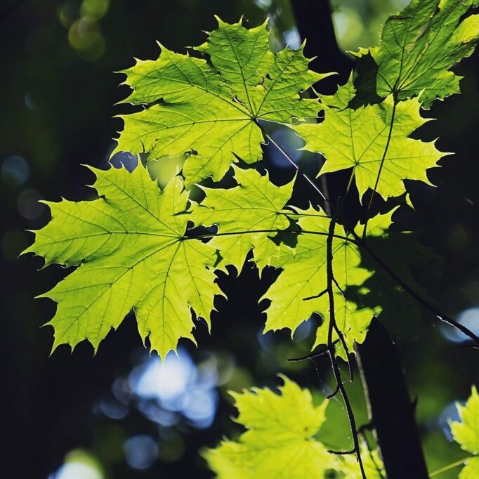 leaves, maple, forest